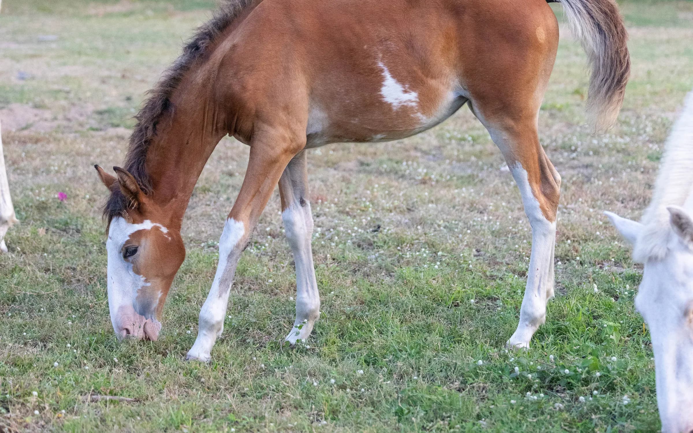 A foal grazing the lawns