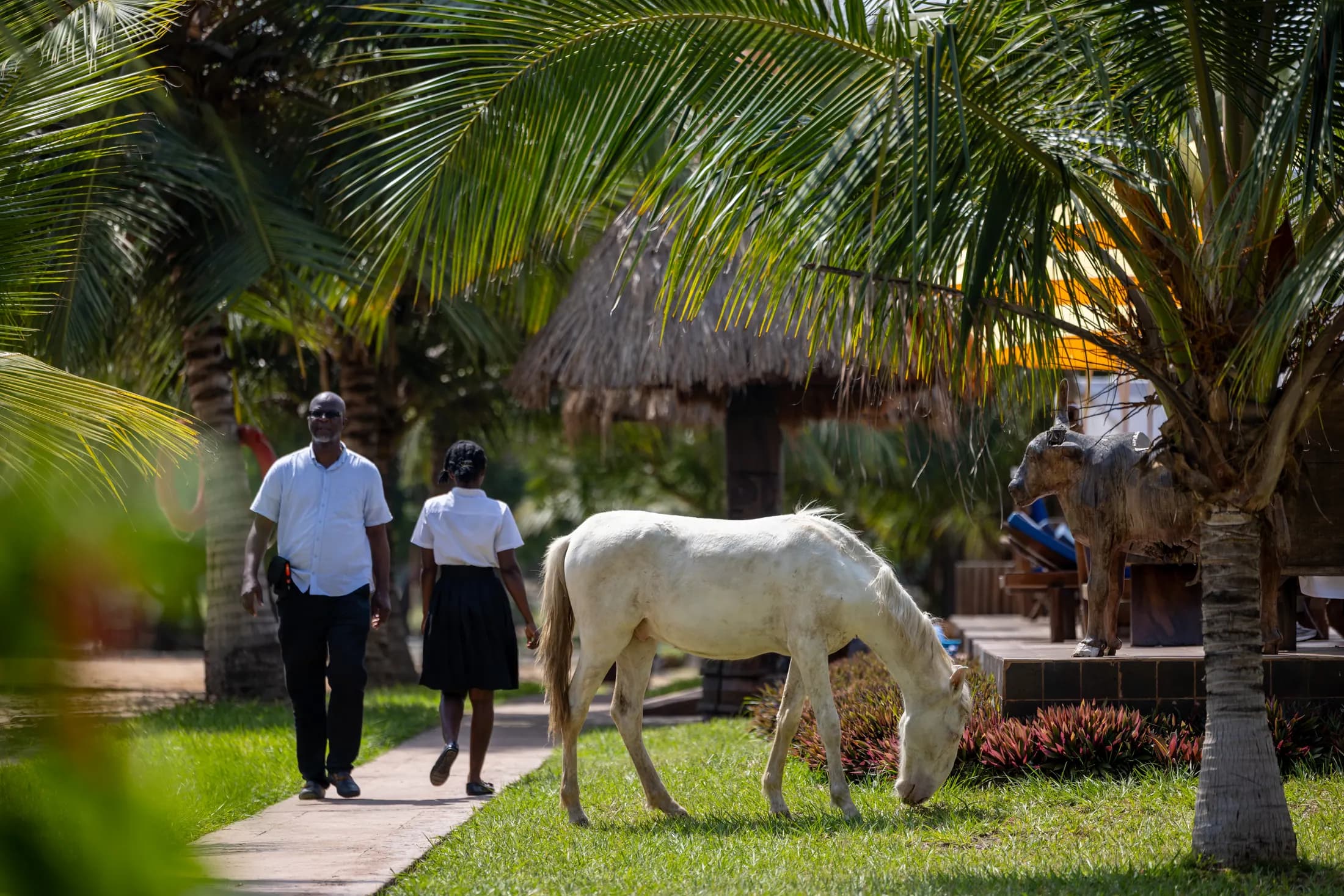 A white horse grazing the lawn as two members of staff walk past